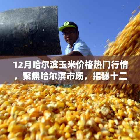 揭秘哈尔滨市场玉米价格行情，聚焦十二月热门行情