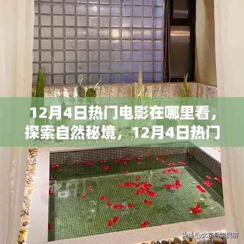 12月4日热门电影,探索自然秘境,心灵宁静之旅