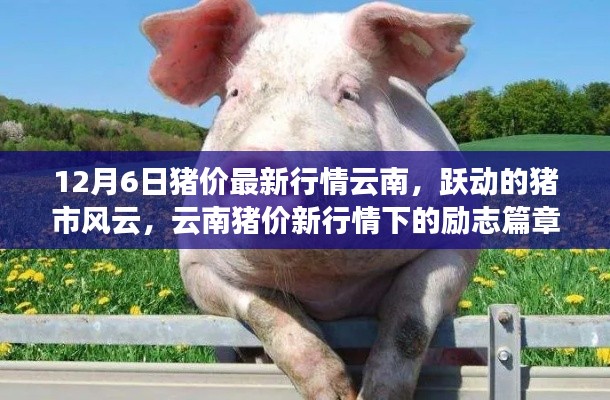 云南猪价最新动态,市场风云涌动,猪市励志篇章开启