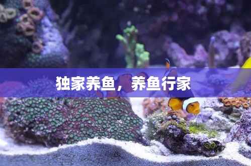 独家养鱼,养鱼行家