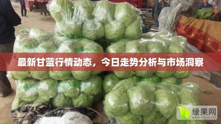 最新甘蓝行情动态,今日走势分析与市场洞察