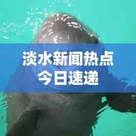 淡水新闻热点今日速递