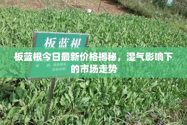 板蓝根今日最新价格揭秘,湿气影响下的市场走势