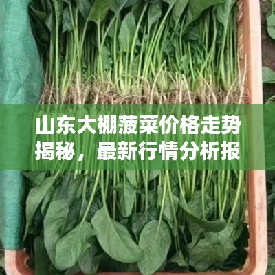 山东大棚菠菜价格走势揭秘,最新行情分析报告!