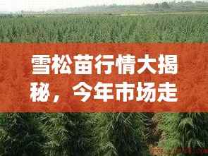 雪松苗行情大揭秘,今年市场走势分析!