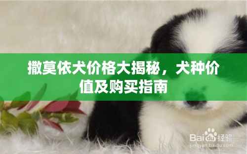 撒莫依犬价格大揭秘,犬种价值及购买指南