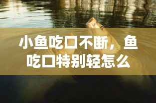 小鱼吃口不断,鱼吃口特别轻怎么办