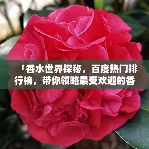 「香水世界探秘,百度热门排行榜,带你领略最受欢迎的香水香气」