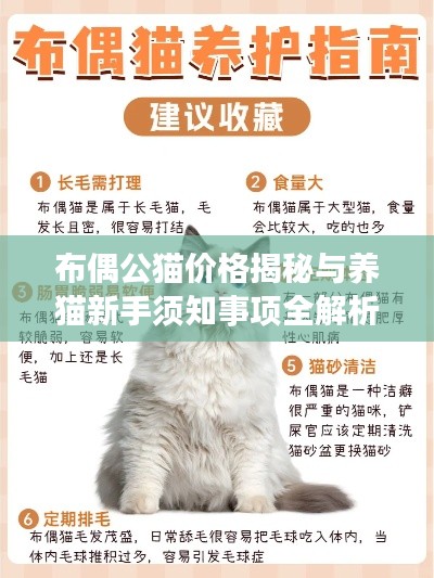 布偶公猫价格揭秘与养猫新手须知事项全解析