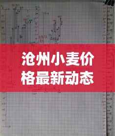 沧州小麦价格最新动态，市场走势与影响因素深度解析